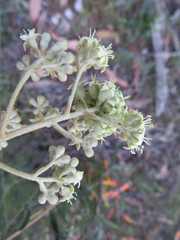 Astrotricha ledifolia