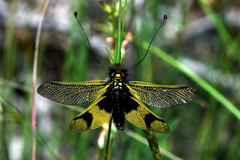 Libelloides longicornis