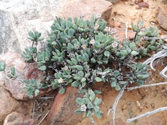 Antimima piscodora