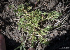 Nemophila pedunculata