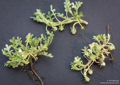 Nemophila pedunculata