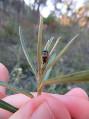 Castiarina hilaris