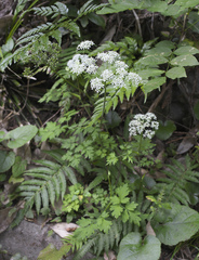 Angelica polymorpha