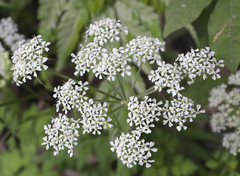 Angelica polymorpha
