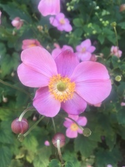Magnoliopsida