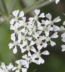Angelica polymorpha