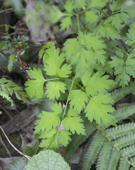 Angelica polymorpha