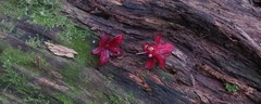 Brackenridgea australiana