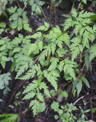 Angelica polymorpha