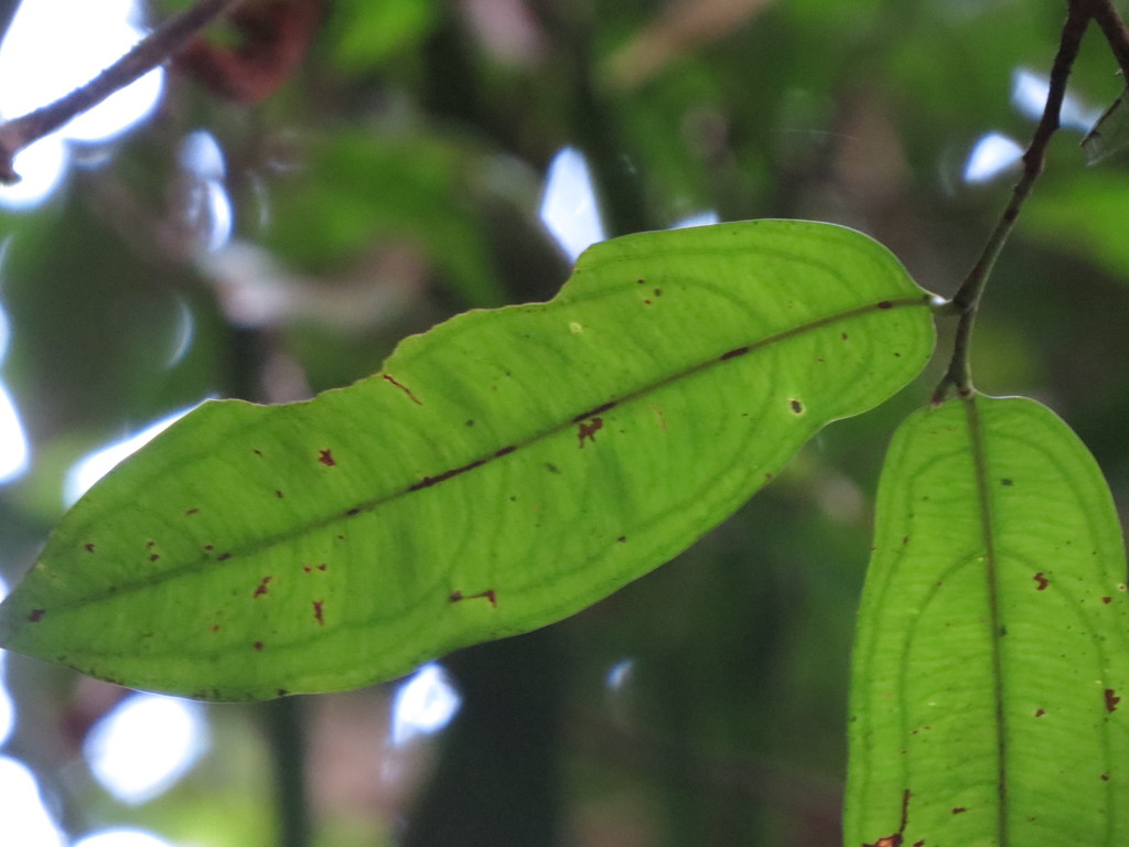 Brackenridgea nitida