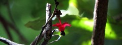 Brackenridgea australiana