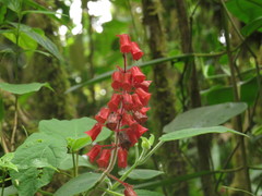 Salvia libanensis