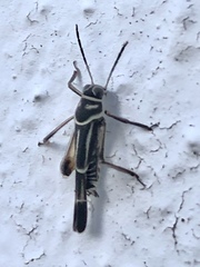 Ripipteryx rivularia