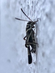 Ripipteryx rivularia