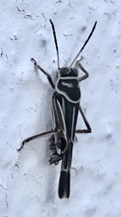 Ripipteryx rivularia