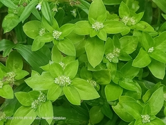 Spermacoce mauritiana