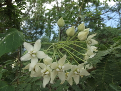 Funastrum pannosum