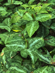 Trillium decipiens