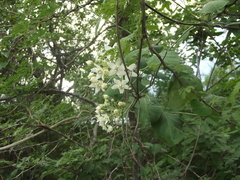 Funastrum pannosum