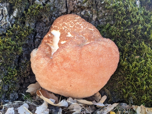 iNaturalist observation photo of lion's-mane mushroom