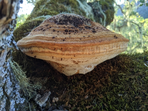 iNaturalist observation photo of Inocutis dryophila