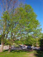 Acer saccharum