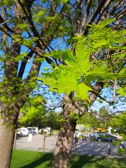 Acer saccharum