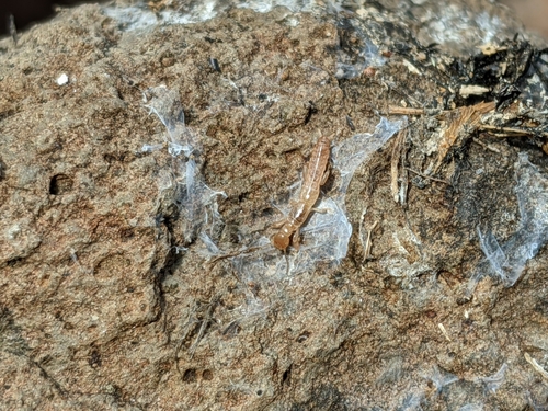 iNaturalist observation photo of Haploembia