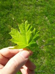 Acer saccharum