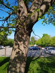 Acer saccharum