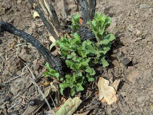 iNaturalist observation photo of saw-toothed goldenbush