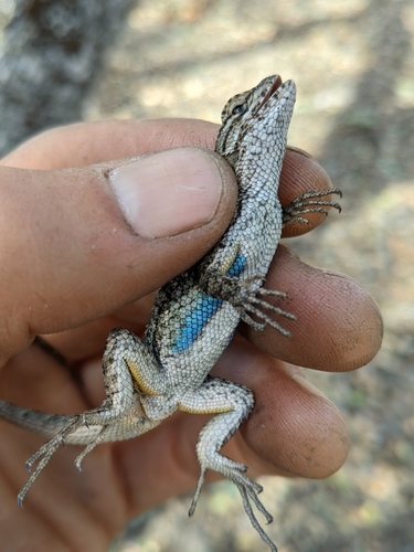 iNaturalist observation photo of Western Fence Lizard
