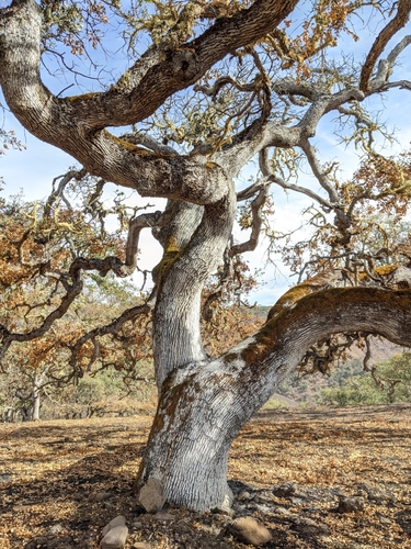 iNaturalist observation photo of Dumosae