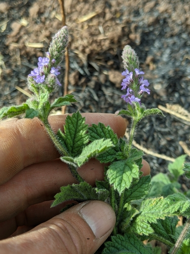iNaturalist observation photo of western vervain
