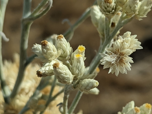 iNaturalist observation photo of Fragrant Everlasting