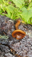 Hygrophoropsis rufa