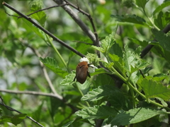 Hologymnetis cinerea