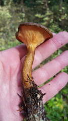 Hygrophoropsis rufa