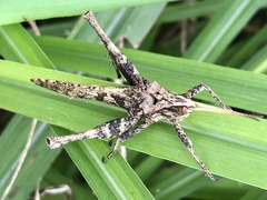 Xyleus discoideus venezuelae