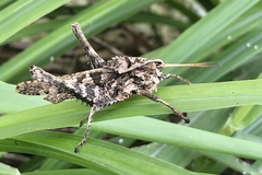 Xyleus discoideus venezuelae