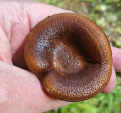 Hygrophoropsis rufa