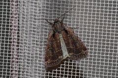 Eueretagrotis attentus