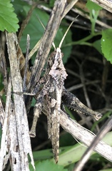 Xyleus discoideus venezuelae