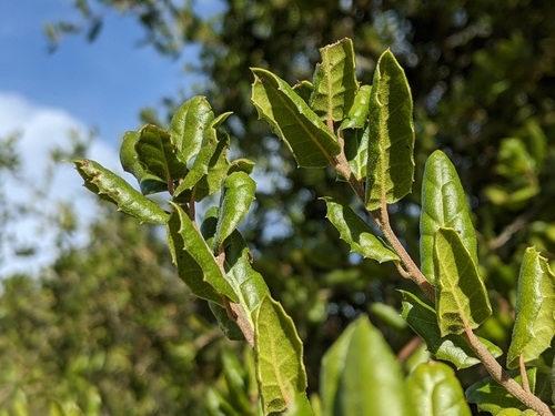 iNaturalist observation photo of coast live oak