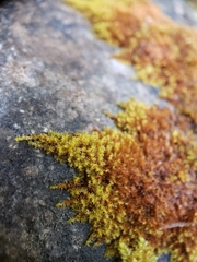 Campylophyllum halleri
