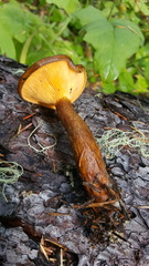 Hygrophoropsis rufa