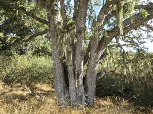 iNaturalist observation photo of blue oak
