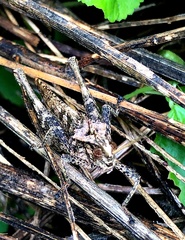 Xyleus discoideus venezuelae