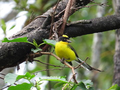 Myioborus flavivertex