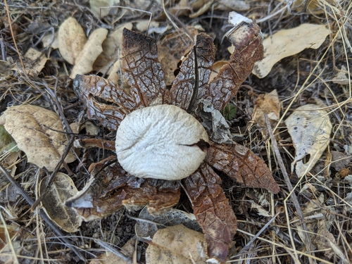 iNaturalist observation photo of Astraeus sp. 'CA01'